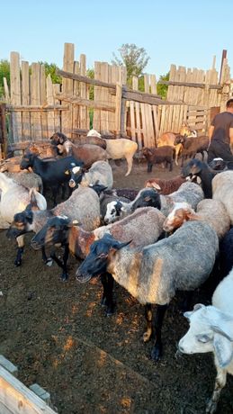 Продаю овец Романовская порода с ягнятами и без