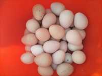 Vând ouă de bibilica