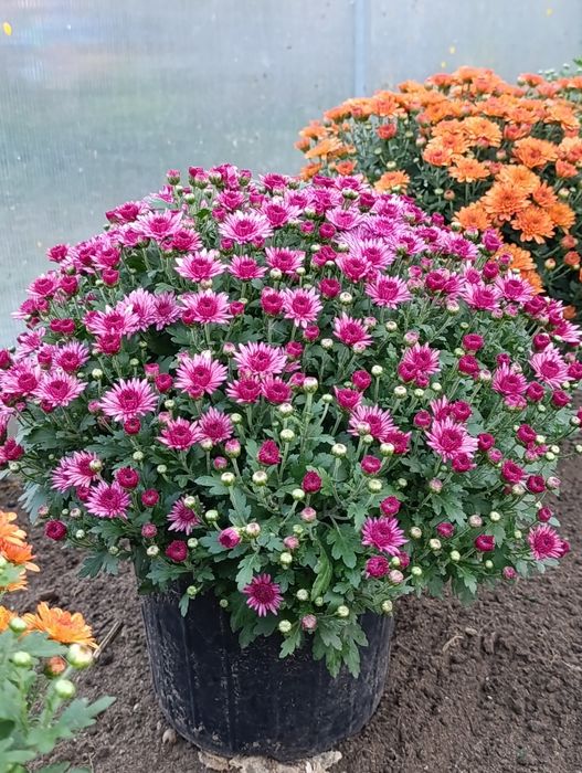 Хризантема мультифлора