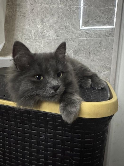 Отдам в добрые руки котенка