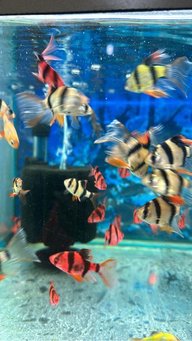 Аквариумные рыбки мелких и крупных размеров