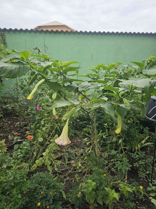 BRUGMANSIA (Trompeta Îngerilor) Plante Adulte Mari