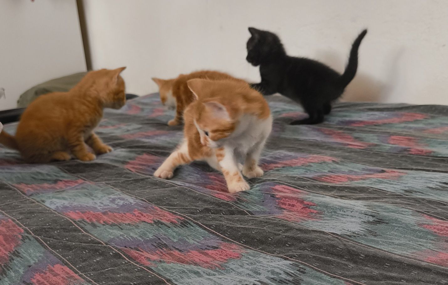 Котета за осиновяване