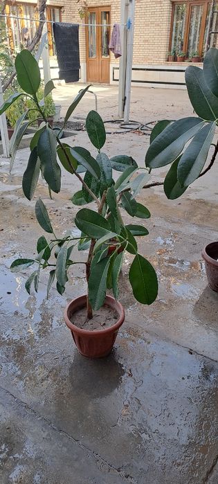 Фикус.цветы новые