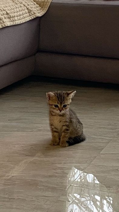 Котенок в добрые руки