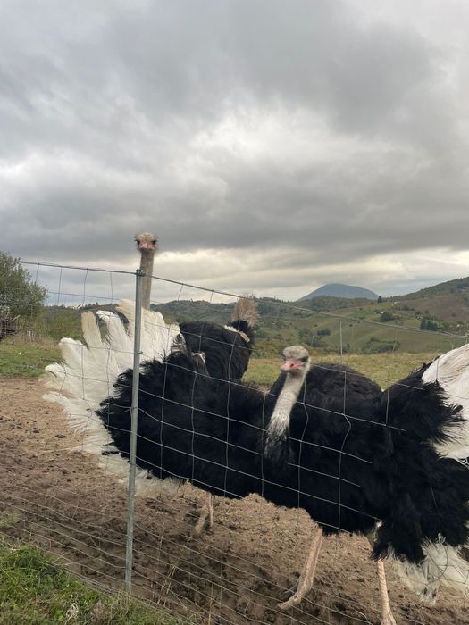 Struți in vârstă de 2 ani