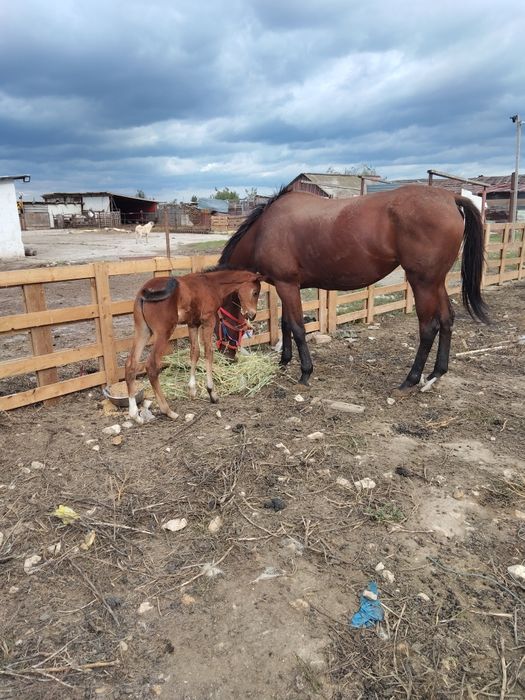 Vând Pur Sânge Englez