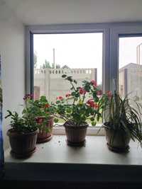 Домашние цветы, комнатные растения/ үй гүлдері