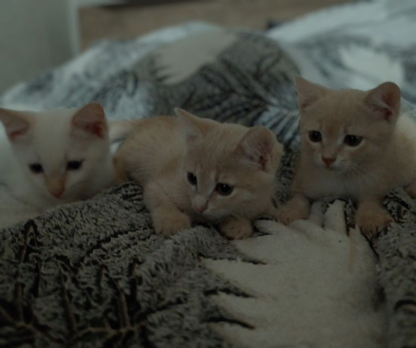 Котята Бесплатно