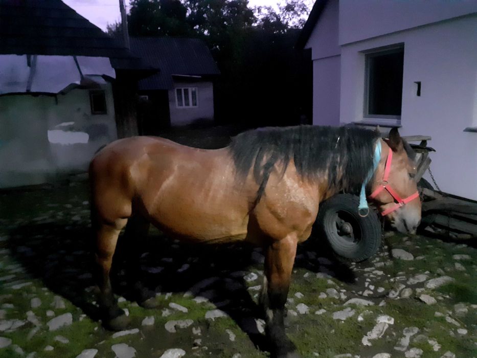 Cal de vanzare 10 ani