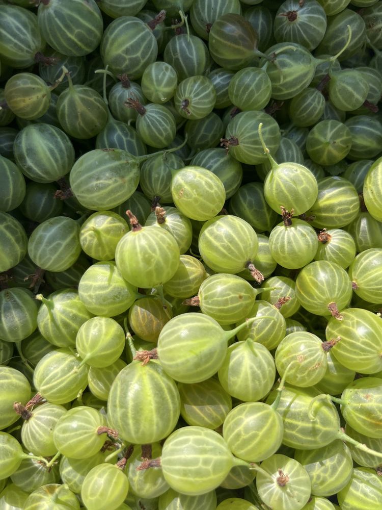 Продам вишню и крыжовник