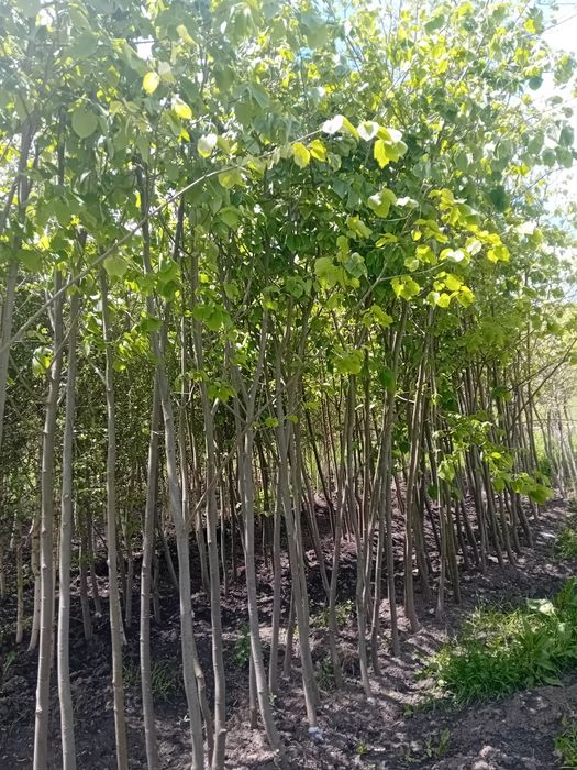 Pepinieră vând tei mirositor de floare