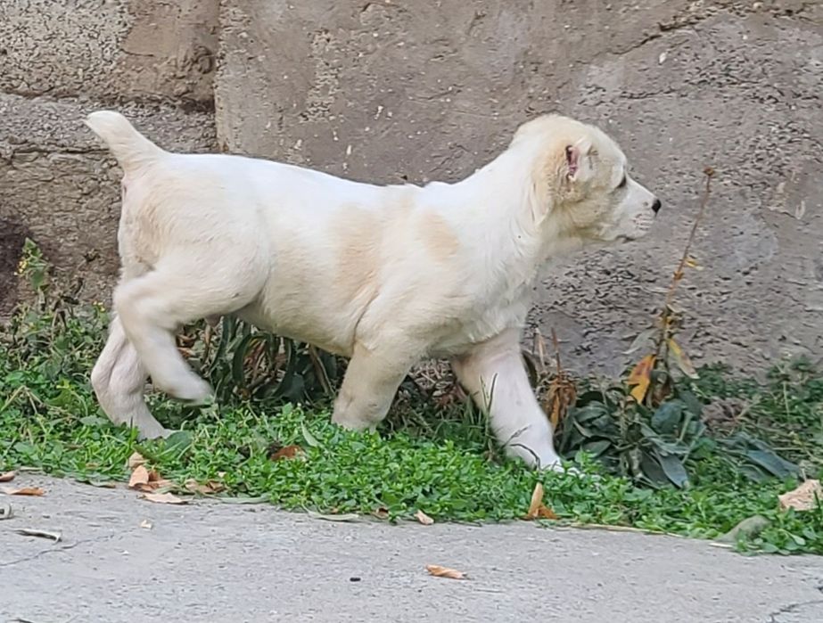 Щенки алабай готовы к продаже