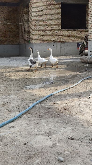 Gʻoz sotiladi kelishamiz