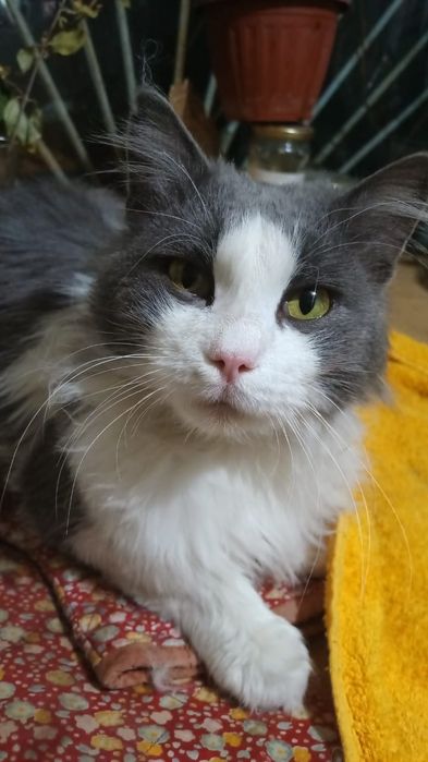 Котик Тоша ищет дом!