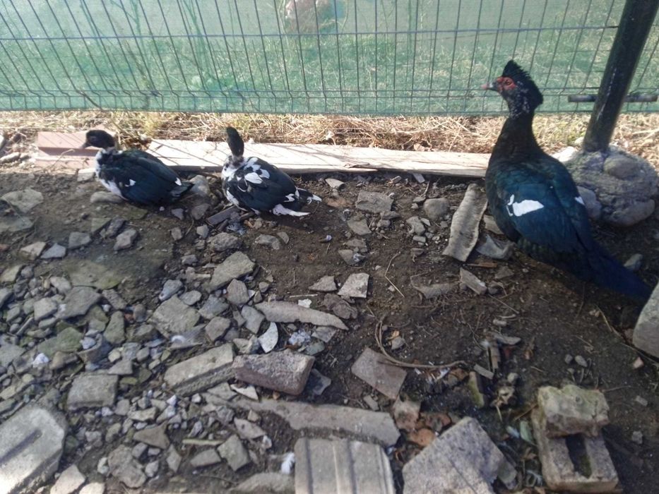 Rațe de vânzare, 70 lei, 100 lei