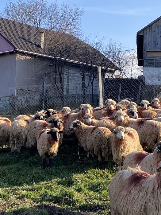 Vand oii bune de tinut