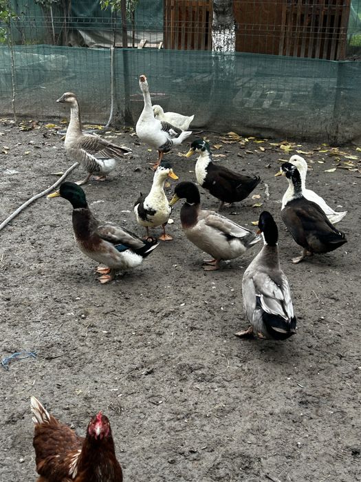 Vand sau schimb ratoi