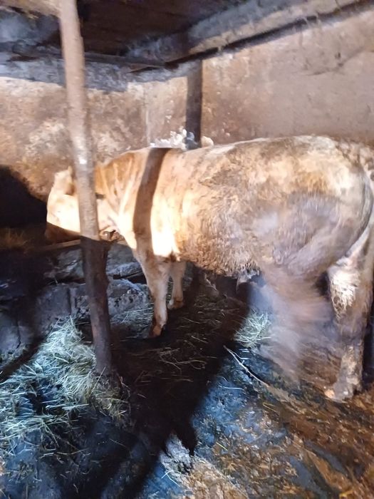 Doi tauri de vanzare