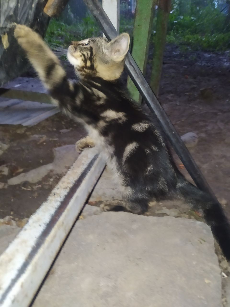 Котята, отдам даром