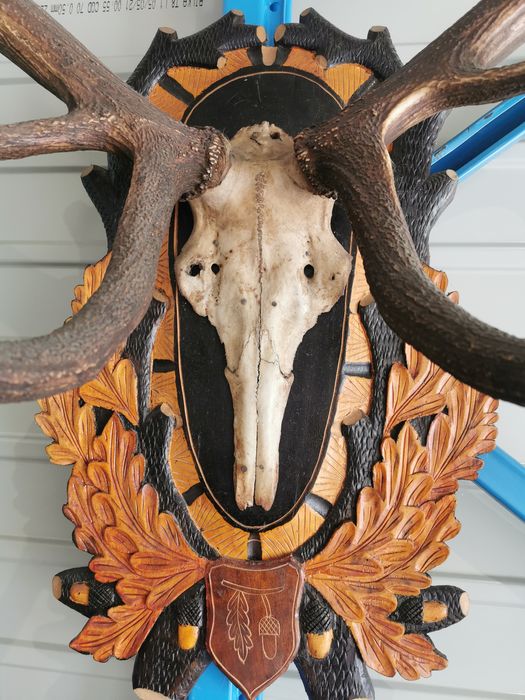 Trofeu cerb carpatin.