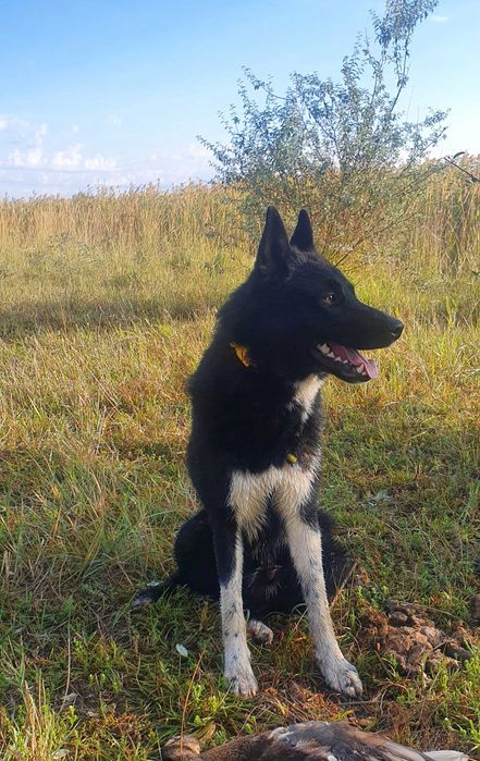 Вязка РЕЛ Руско Евпопейская Лайка