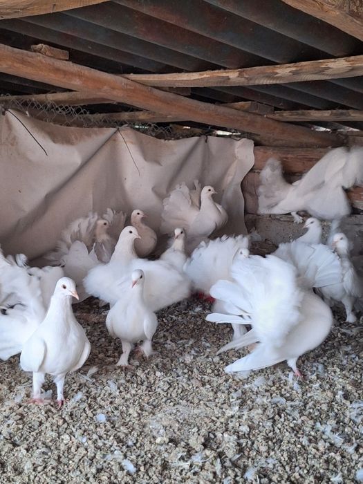 Porumbei voltati albi