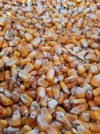 Vând cereale: porumb, grâu, orz, mazăre