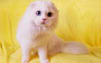 Scottish fold cu pedigree/british