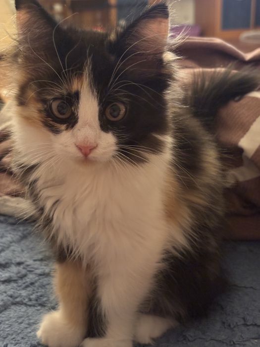 отдаются котята 3 месяца, 2 девочки 1 мальчик