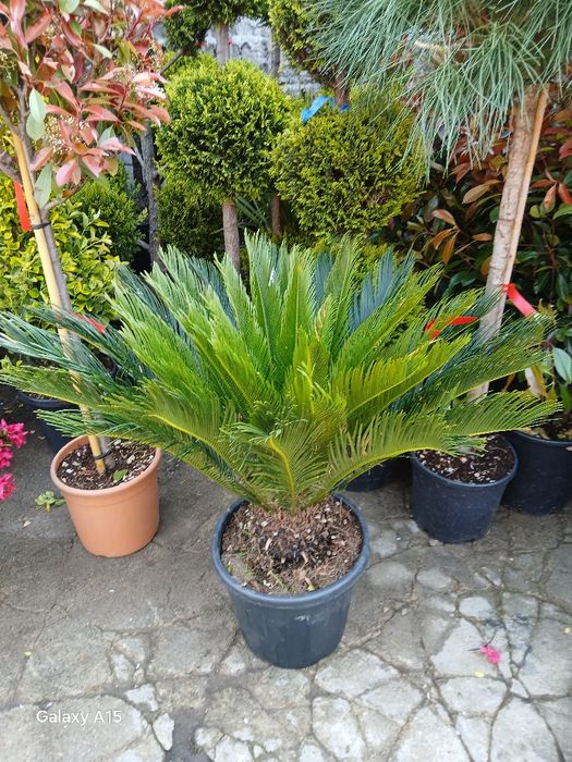 Palmieri cycas transport gratuit