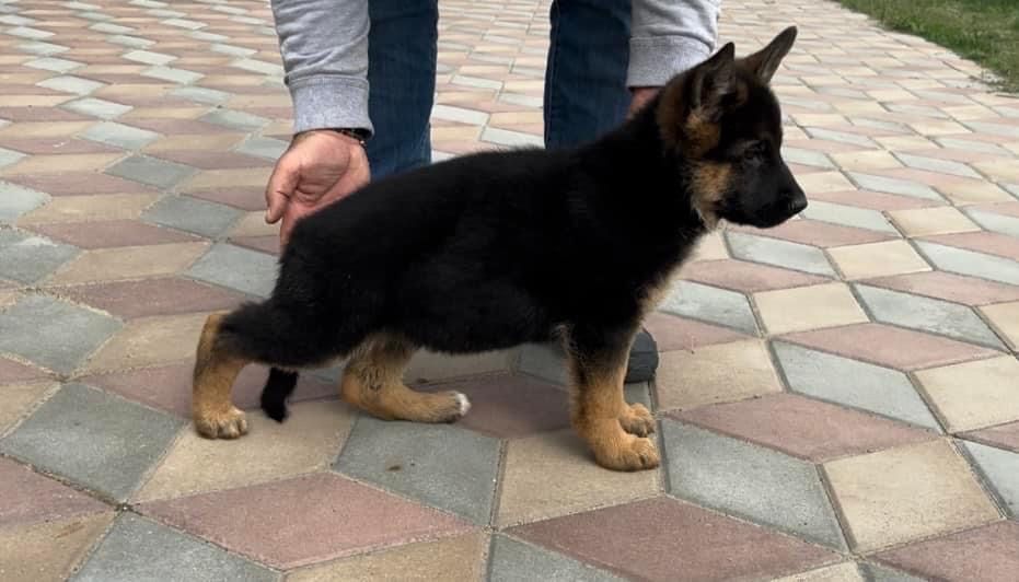 Pui ciobanesc german par scurt cu pedigree