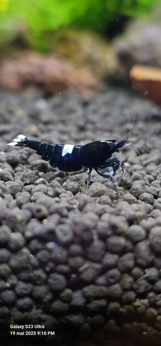 Creveti Black KinKong BlackFriday