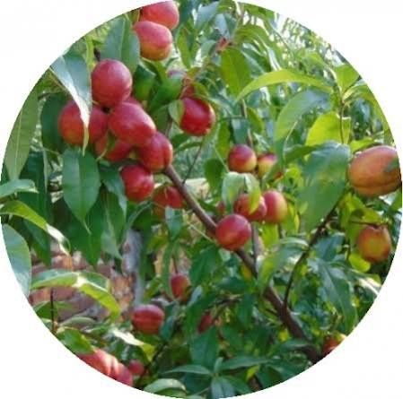 Pomi fructiferi clasici nectarini