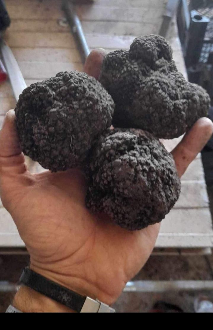 Trufe negre.Tartufo