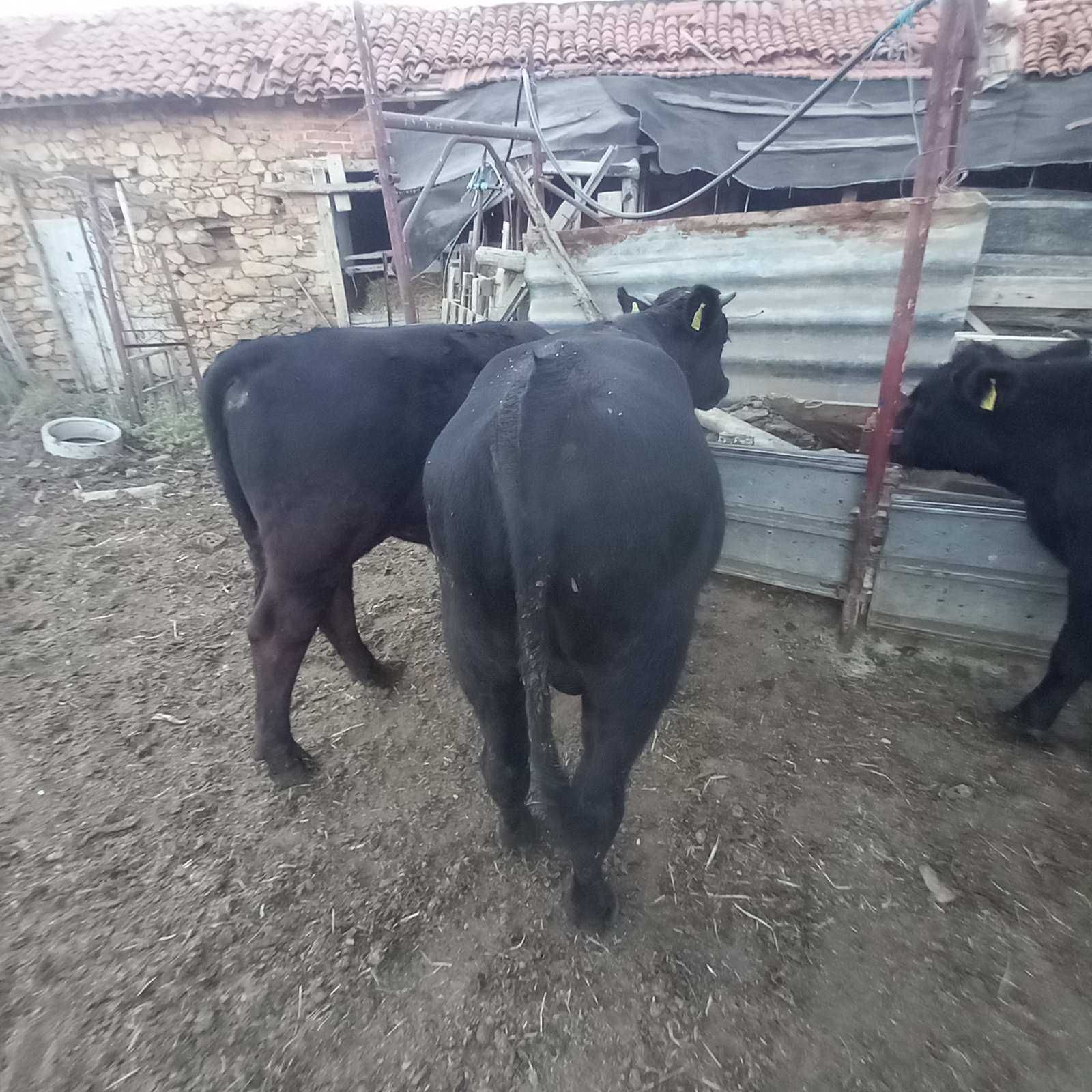 Продавам крави и телета