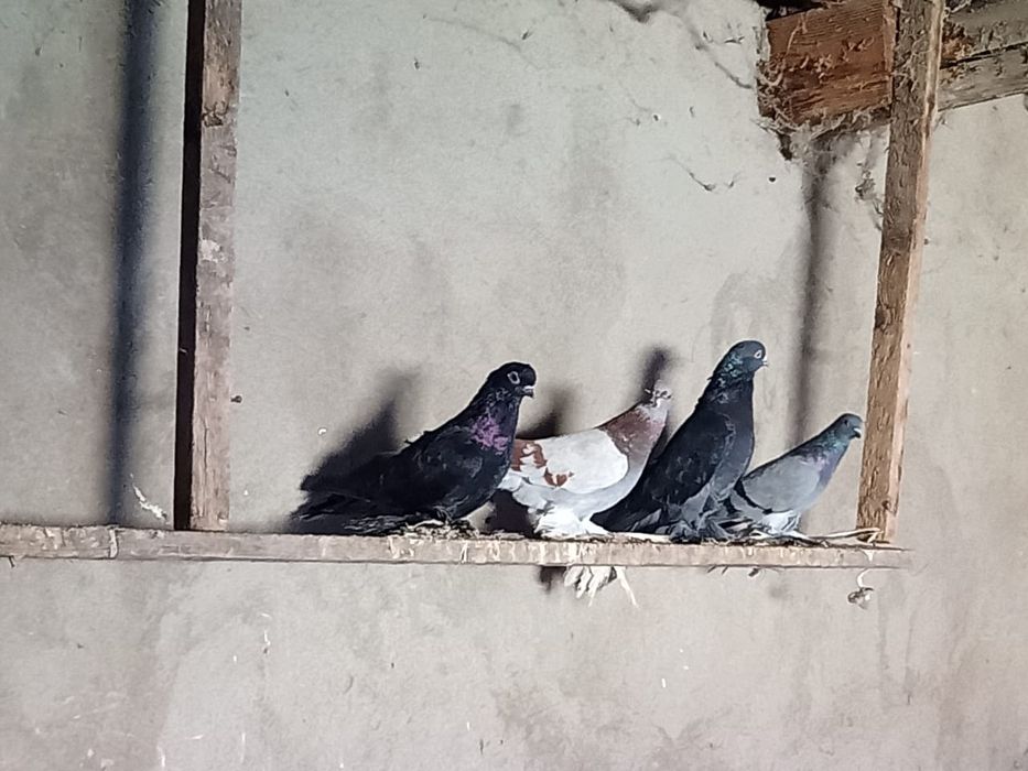 Продаются голуби