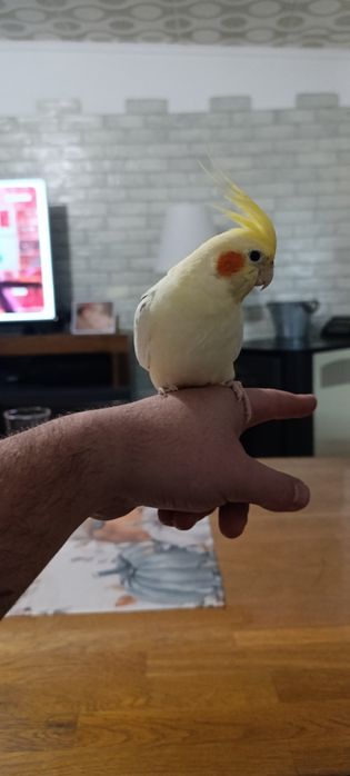 Социална Корема с голяма клетка