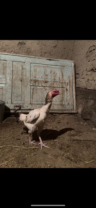 Бойцавые даканы.