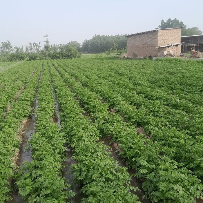 Dakment kadastir bor real oladigonlar aloqa chiqsin