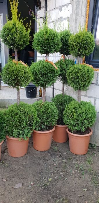 Pon pon spirală de mai multe specii