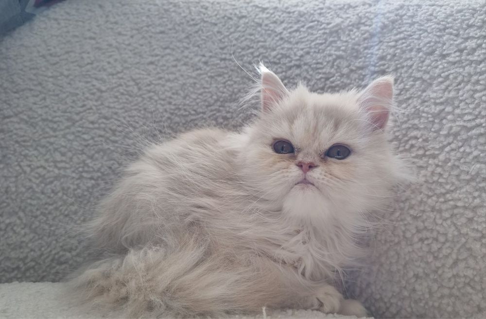 Елитно персийско коте