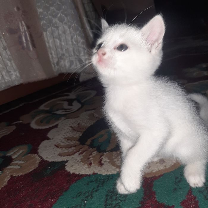 Aqilli Mushuk bolalari sotiladi
