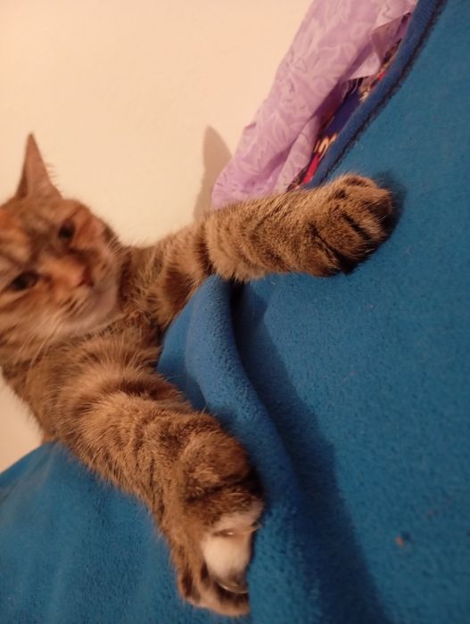 Отдам кошку даром