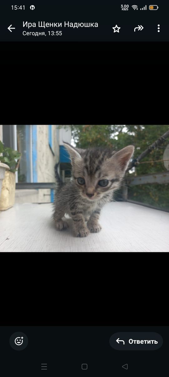 Котята ищут дом и любящих хозяев