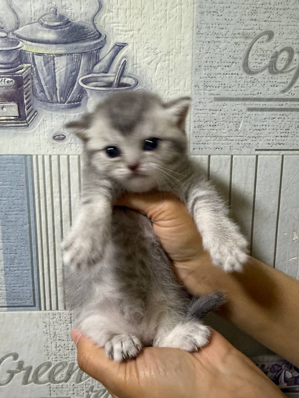 Mushukcha , Baby cat