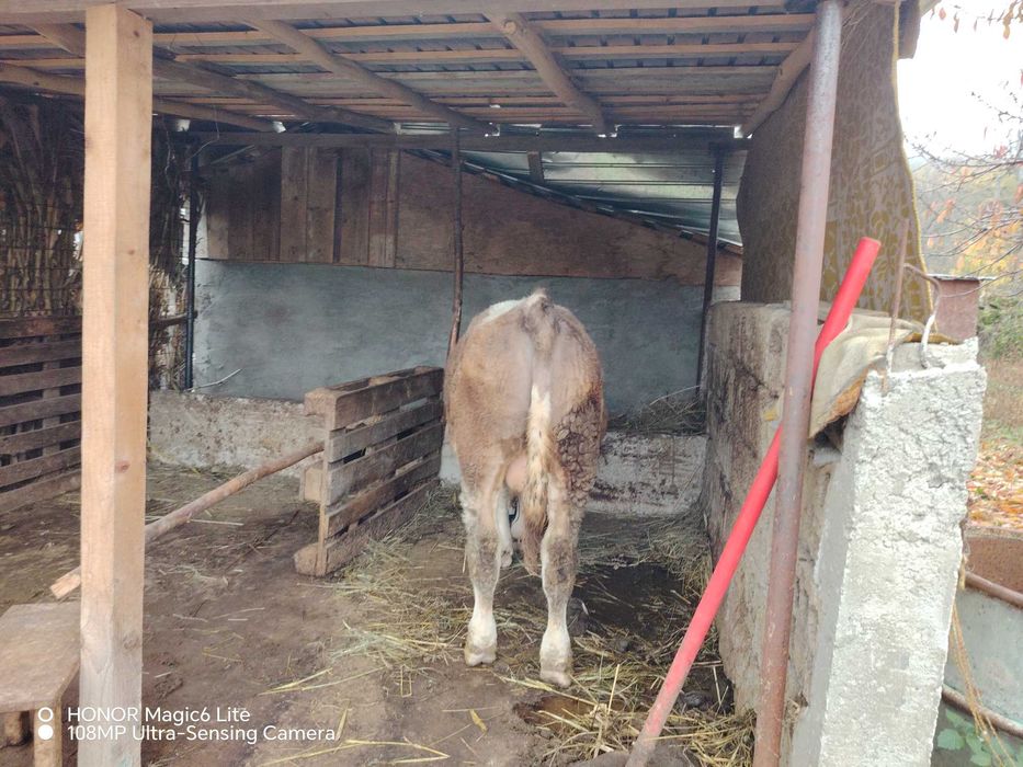 Vând tăuraș vârstă 11 luni