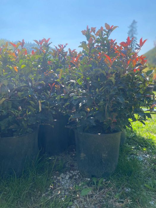Plante ornamentale pentru un peisaj verde pe tot parcursul anului
