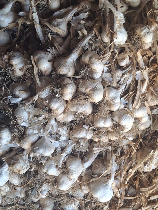 Usturoi de sămânță