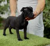 Staffordshire Bull Terrier femela